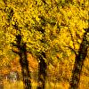 Autumn Splendor